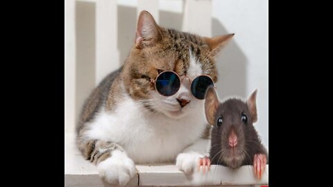 cat and rat fight😂😂😂😂😂😂😁😁😁🤣🤣🤣👍👍👍👍👍