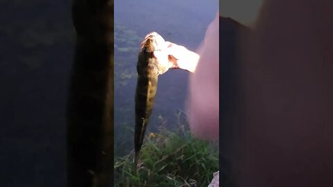BIG Fish On a Tiny Bait!