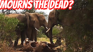 The Weird Elephant Burial!