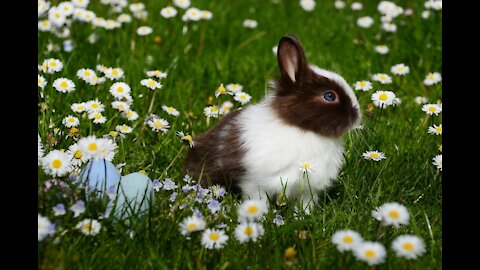 #Amazing cute and funny rabbit#Animals