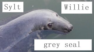 This is Willie, the harbour seal from Sylt