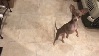 Puppy dances to the banjo...