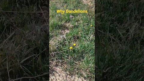 why you are getting dandelions, what should be done
