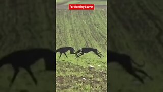 Greyhounds Vs Hare 🐇 Galgos y Liebres الكلاب السلوقية والأرنب البري😍