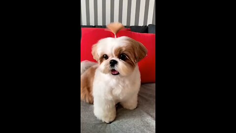 funny dog short