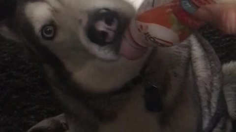 Husky happy drinks yogurt from the bottle