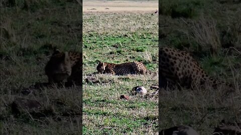 Cheetah Eats A Gazelle #shorts | #ShortsAfrica | #Augdailyshorts