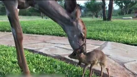 Giovane antilope adotta un tenero cucciolo