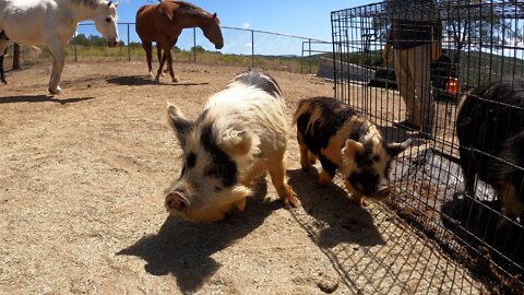 Added KuneKune Pigs to the Farm | DIY Chicken Feeders for Meat Birds