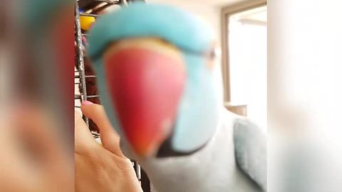 Talking Parrot Has A 'Profound' Conversation With Her Owner