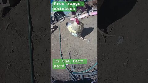 Free range chickens