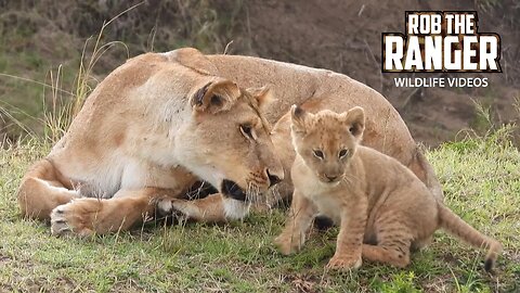 Lioness With Small Cubs | Lalashe Maasai Mara Safari