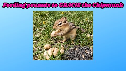 Feeding peanuts to GRACIE the Chipmunk