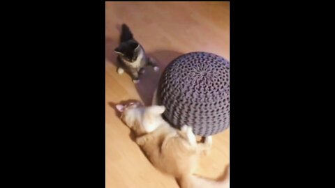 Kumfu Fighting cat and dog Funny cats 🐈 Don't try to hold back Laughter 😸 Just look Funny Cats Life🤪