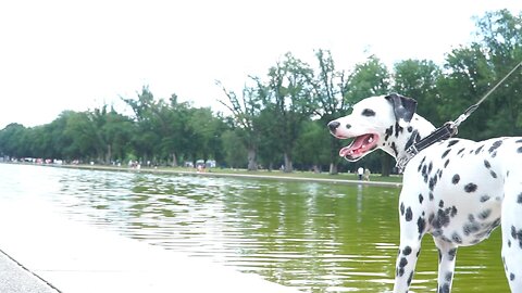 Luna walks along the reflecting pool in Washington DC