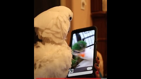 THE REACTION OF MY COCKATOOS TO THE BABY BIRD