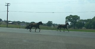 A herd of horses running loose on the highway.