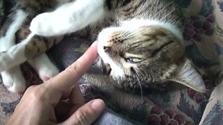 Tickling the Cat's Whiskers