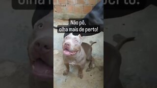 QUAL A COR DESSE CACHORRO ? DUVIDO VOCE ACERTAR !! #comedia #viral #rir #memes #shorts