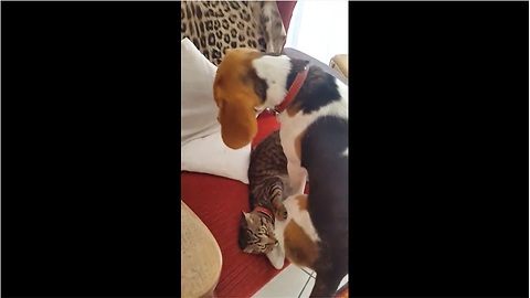 Beagle and kitten battle for new toy dominance