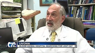 Bloom Animal hospital searching for lost cat
