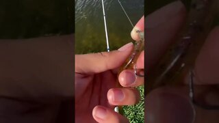 How to rig a shaky head for bass!