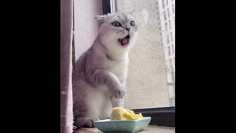 Funny cat ,is it food or sh!!t? 😂
