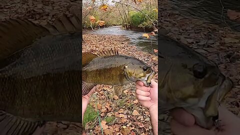 Winter smallmouth GIANT on a Cast Cray grub!