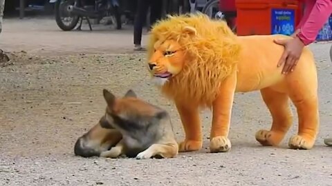 prank dog funny & fake lion