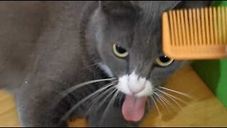 Kat reagerer underligt på kam