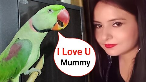 Parrot Calling Mummy Mummy - Mummy ke bete hai Pablo