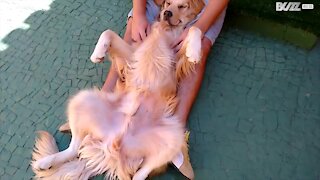 Hund sovner til den beste massasjen noensinne