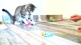 Playing with the Cat