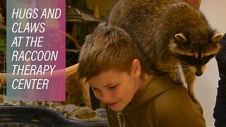 Raccoon therapy is helping kids in Russia