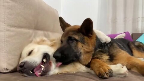 How the Golden Retriever and the German Shepherd Became Best Friends [Compilation]-18