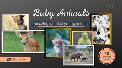 Baby Animals. The Amazing World of Young Animals