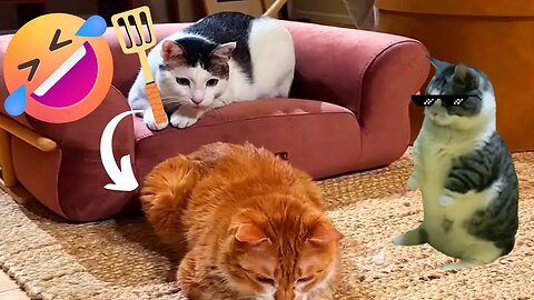 😹😹 Funiest Craziest Cats Video 😹😹 #cat #funnycats #catvideos