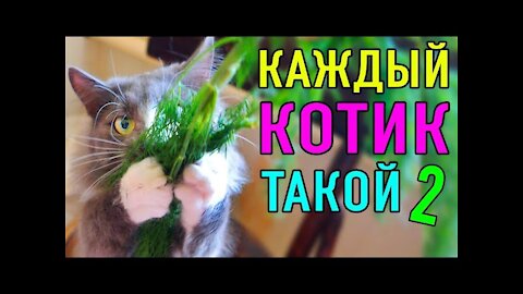 Каждый котик такой 2