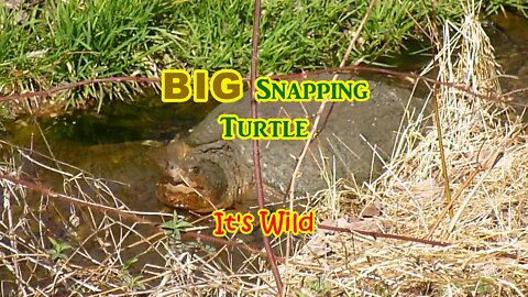 BIG Snapping Turtle