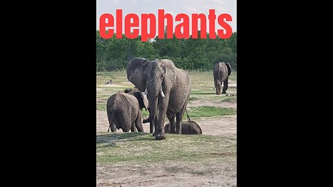 see this video of impressive elephants wild life africa