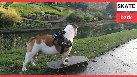 A talented bulldog prefers to use his SKATEBOARD than his four paws to get around