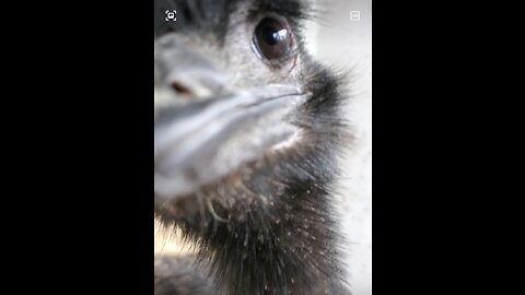 Inquisitive young emus at a zoo