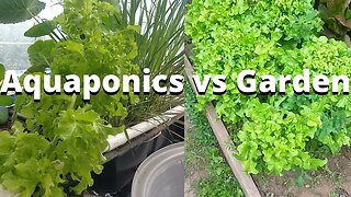 Garden lettuce vs Aquaponics lettuce