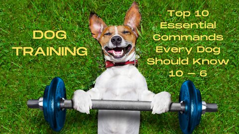 DOG Training PART 1: Top 10 Essential Commands EVERY Dog Should Know (Counting Down 10 - 6)