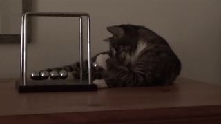 "Cat Fascinated With Newton’s Cradle"