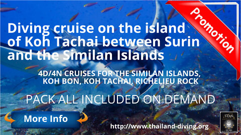 🐋Diving #cruise in Koh Tachai between Surin and the Similan Islands