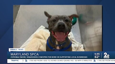 Faucci the dog is looking for a new home at the Maryland SPCA