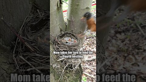 How Robins Clean The Poop From Their Nests