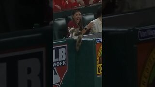 Is it a Rally Cat in the stands? 🤣 Diamondbacks and Angels game July 1, 2023