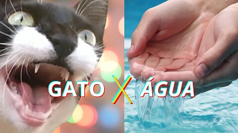 Desvendando o Mistério Por Que os Gatos Têm Medo de Água - Gato Bartolomeu Tunico